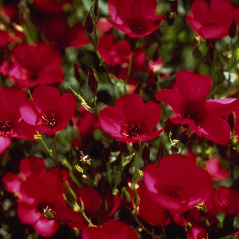 Flax, Scarlet (1/4 lb) - Blessings Grow Meadows
