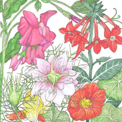 Fragrant Garden Wildflower Mix (1/4 lb) - Blessings Grow Meadows