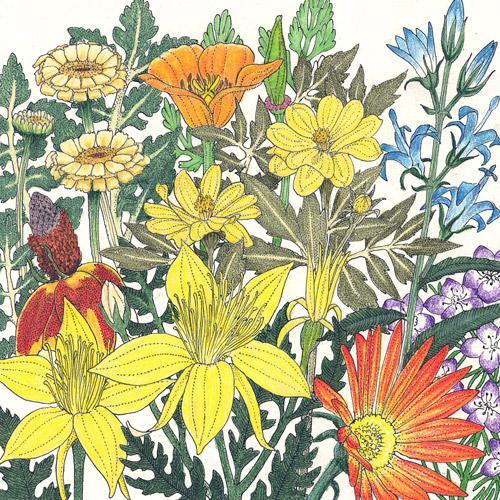 Mediterranean Dryland Wildflower Mix (1/4 lb) - Blessings Grow Meadows