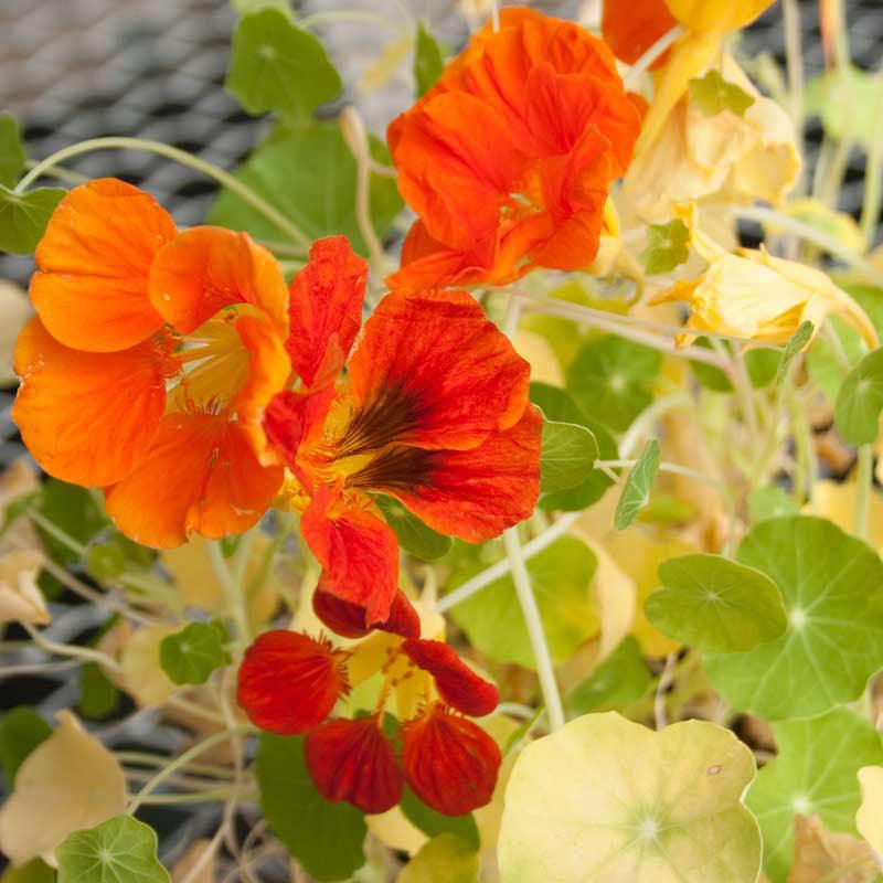 Nasturtium, Dwarf Jewel Mix (lb) - Blessings Grow Meadows