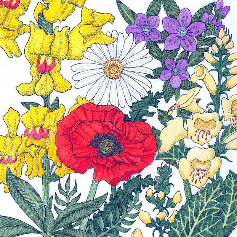 North American Shade Wildflower Mix flower seeds by Grow Organic, 1/4 lb packet for shade garden wildflowers.
