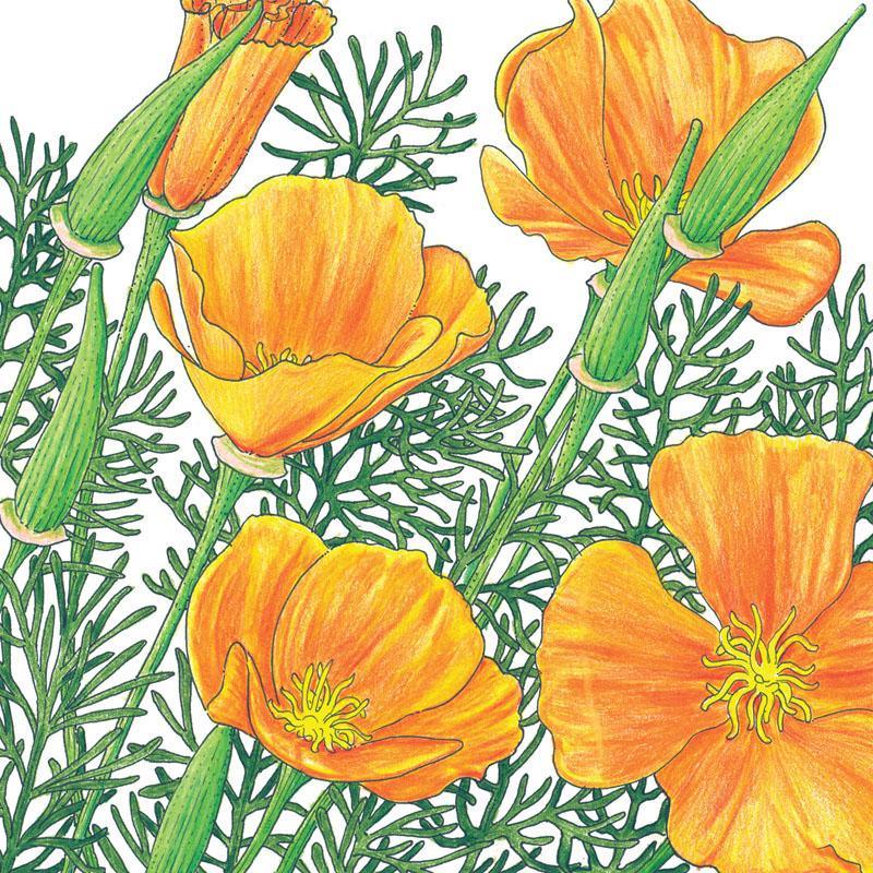 Golden California poppy flower seeds from Grow Organic, showing vibrant yellow-orange poppy flowers in bloom.