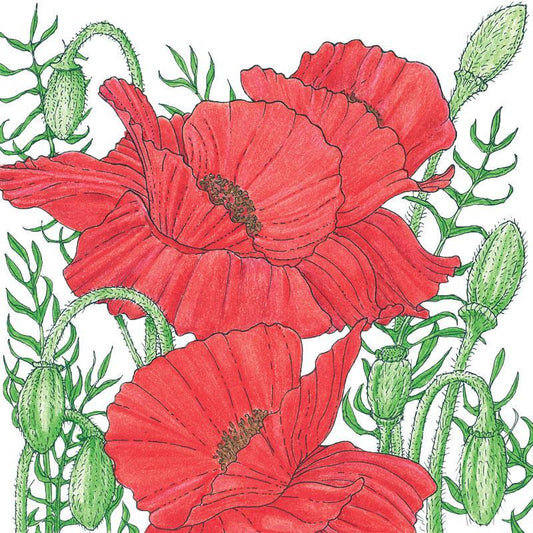 Poppy, Corn (lb) - Blessings Grow Meadows