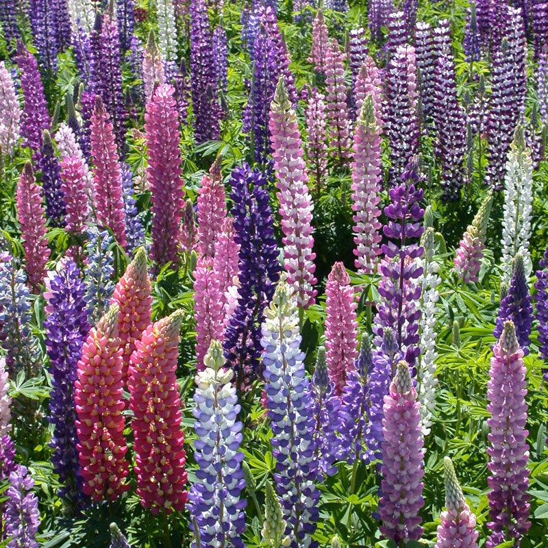 Russell Lupine flower seed pack from Grow Organic, showcasing vibrant lupine seeds for planting and garden growth.