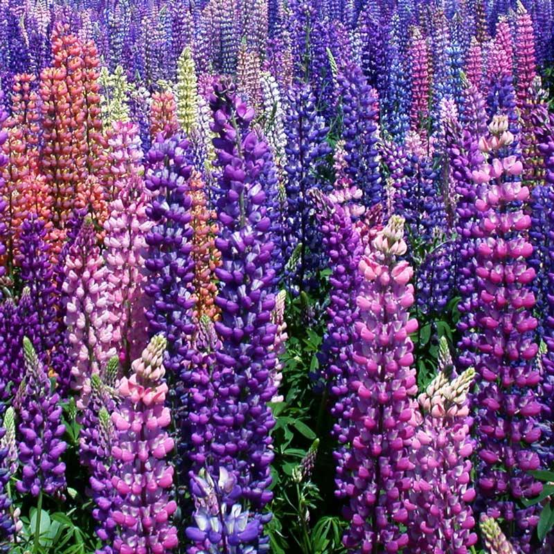 Grow Organic Russell Lupine flower seed pack showing colorful lupine seeds for planting and garden decoration.