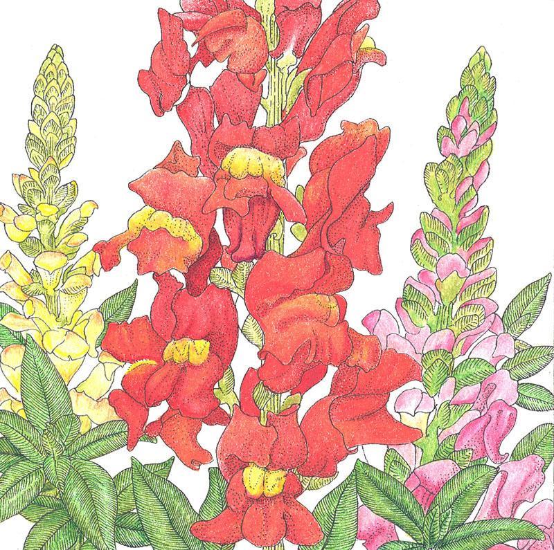 Snapdragon, Spurred (1/4 lb) - Blessings Grow Meadows