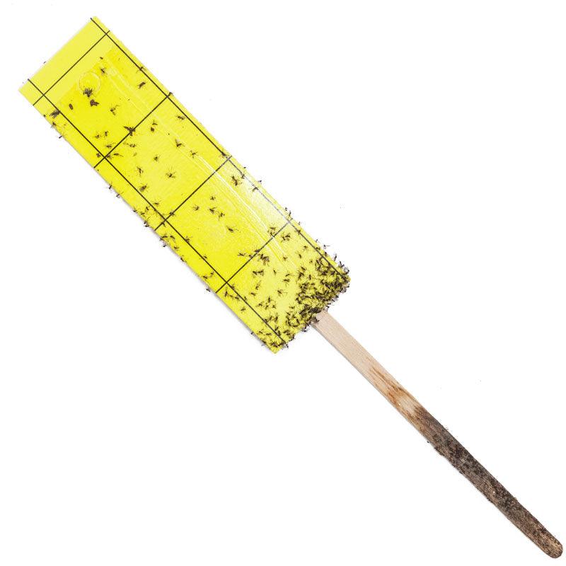 Gnat Stix for Houseplants - Blessings Grow Meadows