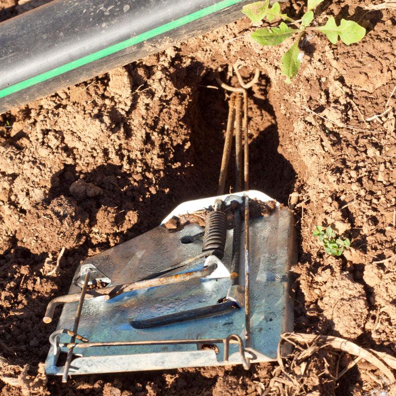 Grow Organic Cinch Gopher Trap for pest control, showing the metal trap designed to catch gophers effectively.