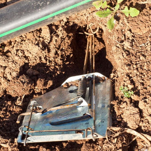 Grow Organic Cinch Gopher Trap for pest control, showing the metal trap designed to catch gophers effectively.