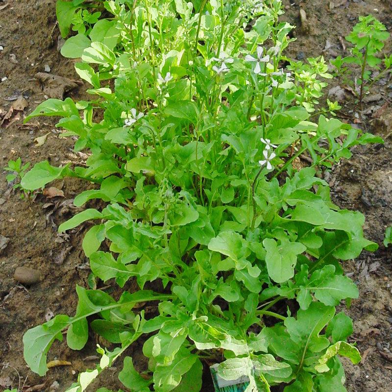 Arugula Greens Seeds (Organic) - Blessings Grow Meadows