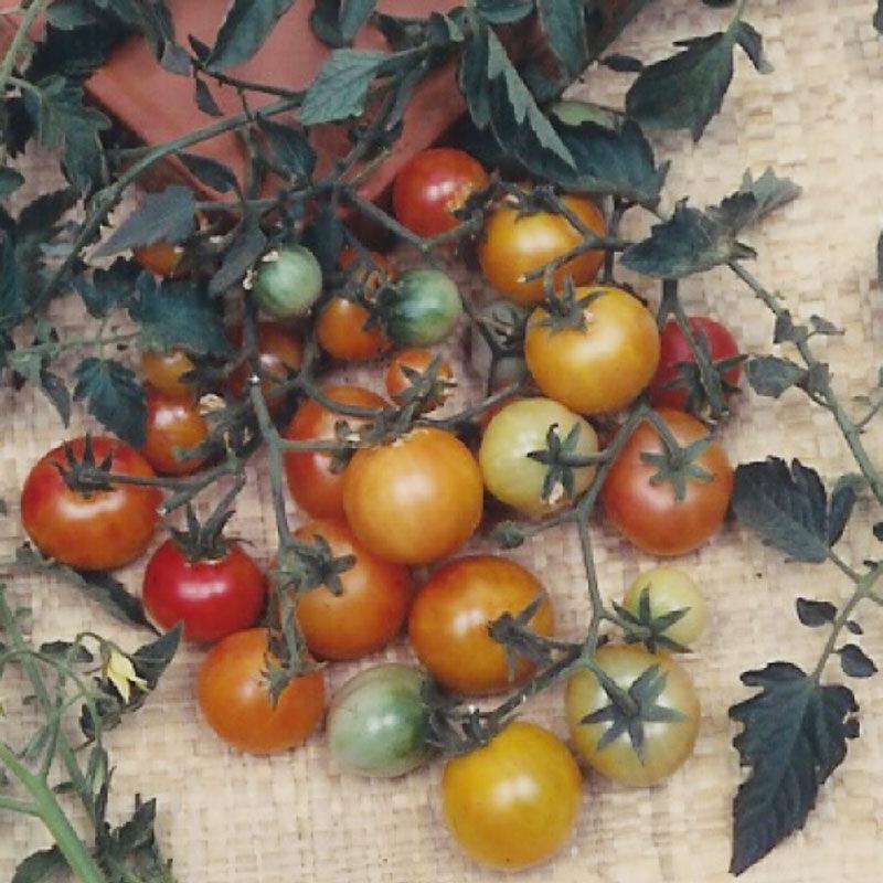 Bi-color Cherry Tomato Seeds (Organic) - Blessings Grow Meadows