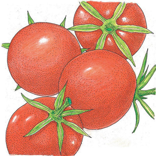 Burbank Tomato Seeds (Organic) - Blessings Grow Meadows