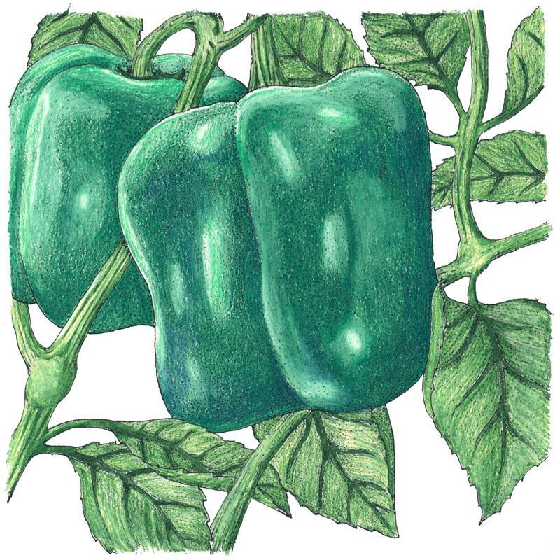 Cal Wonder Sweet Pepper Seeds (Organic) - Blessings Grow Meadows