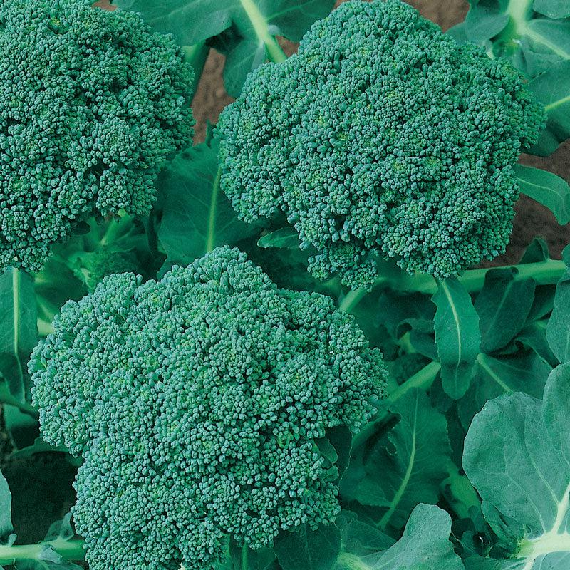 Calabrese Broccoli Seeds (Organic) - Blessings Grow Meadows