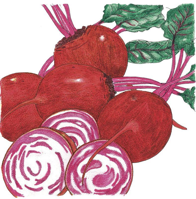 Chioggia Beet Seeds (Organic) - Blessings Grow Meadows