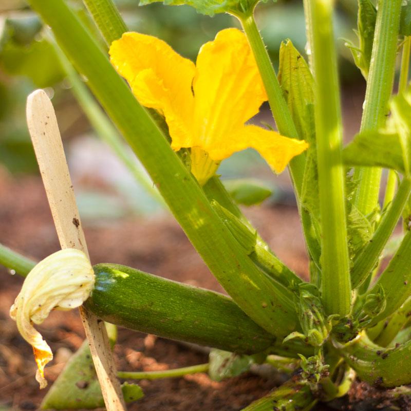 Organic dark green zucchini summer squash seeds in a Grow Organic packet, ready for planting in vegetable gardens.