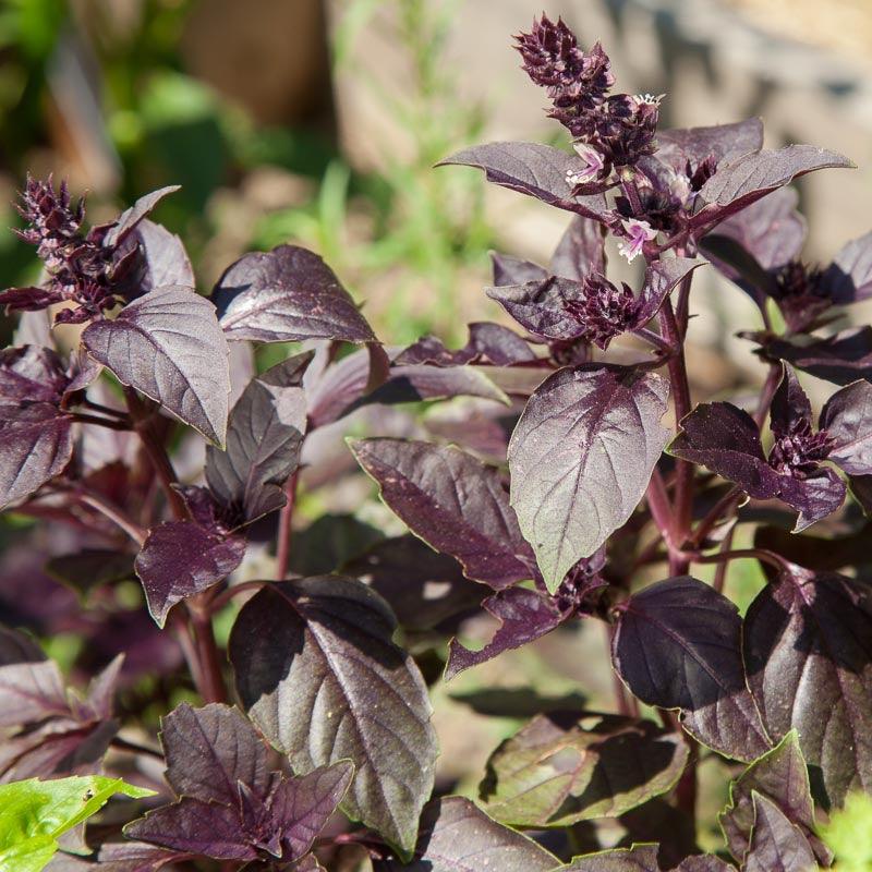 Dark Purple Opal Basil Seeds (Organic) - Blessings Grow Meadows