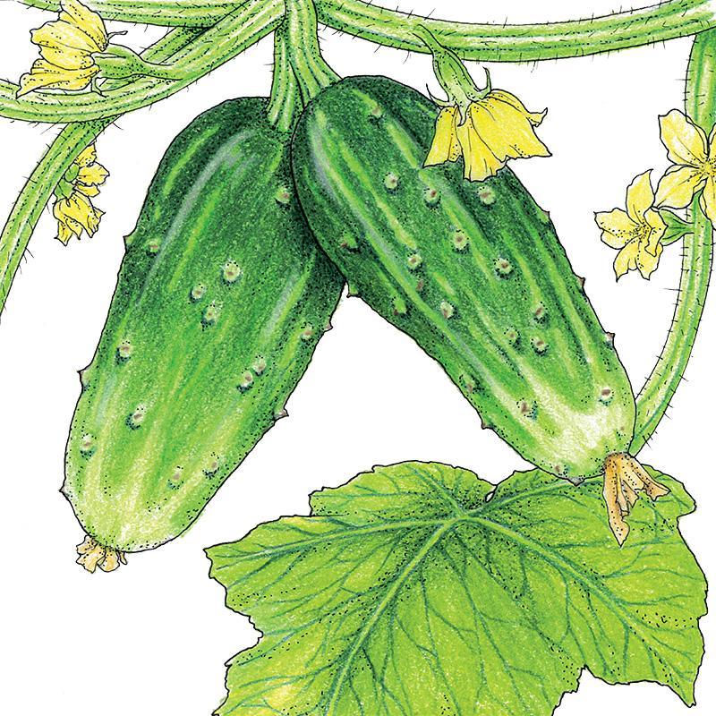Double Yield Cucumber Seeds (Organic) - Blessings Grow Meadows