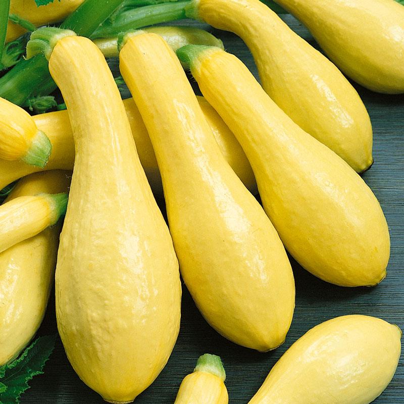 Early Straightneck Summer Squash Seeds (Organic) - Blessings Grow Meadows