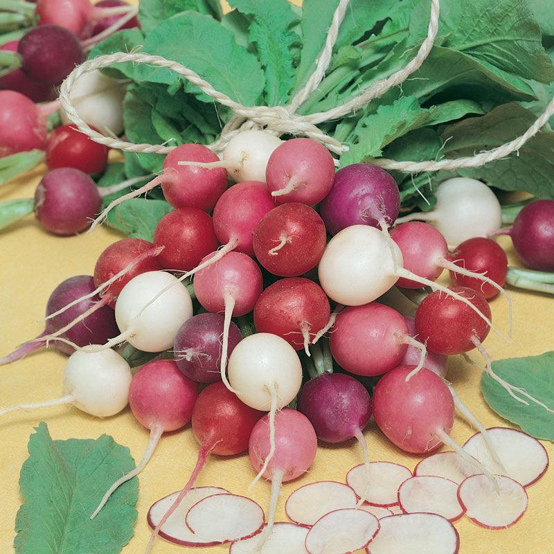 Easter Egg Mix Radish Seeds (Organic) - Blessings Grow Meadows