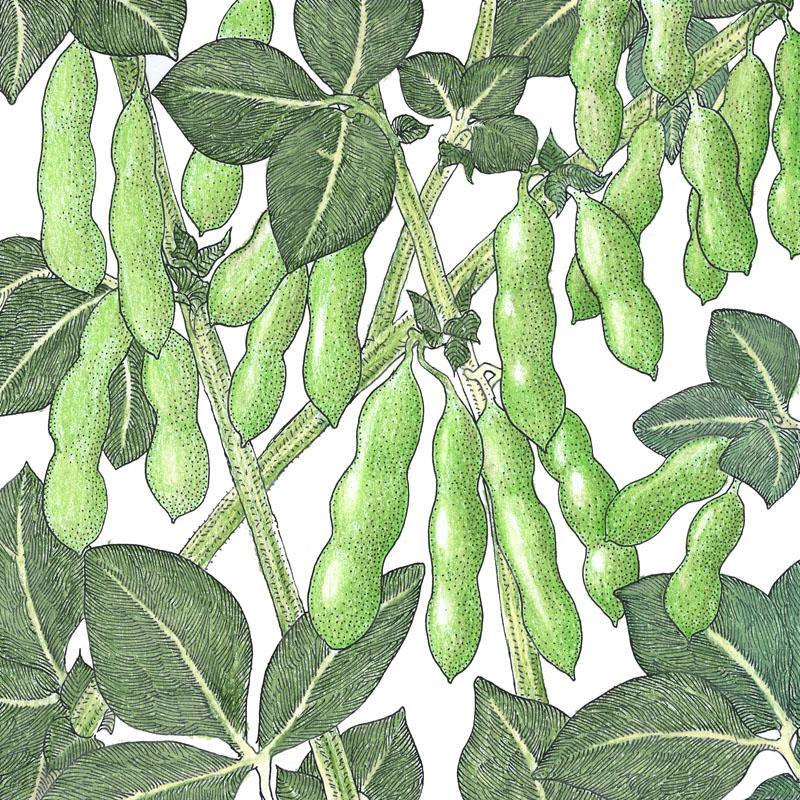 Edamame Soybean Seeds (Organic) - Blessings Grow Meadows