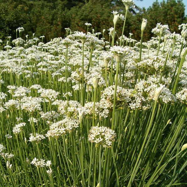 Garlic Chives Seeds (Organic) - Blessings Grow Meadows