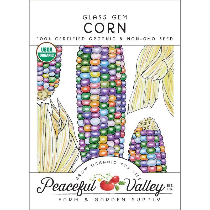 Glass Gem Corn Seeds (Organic) - Blessings Grow Meadows