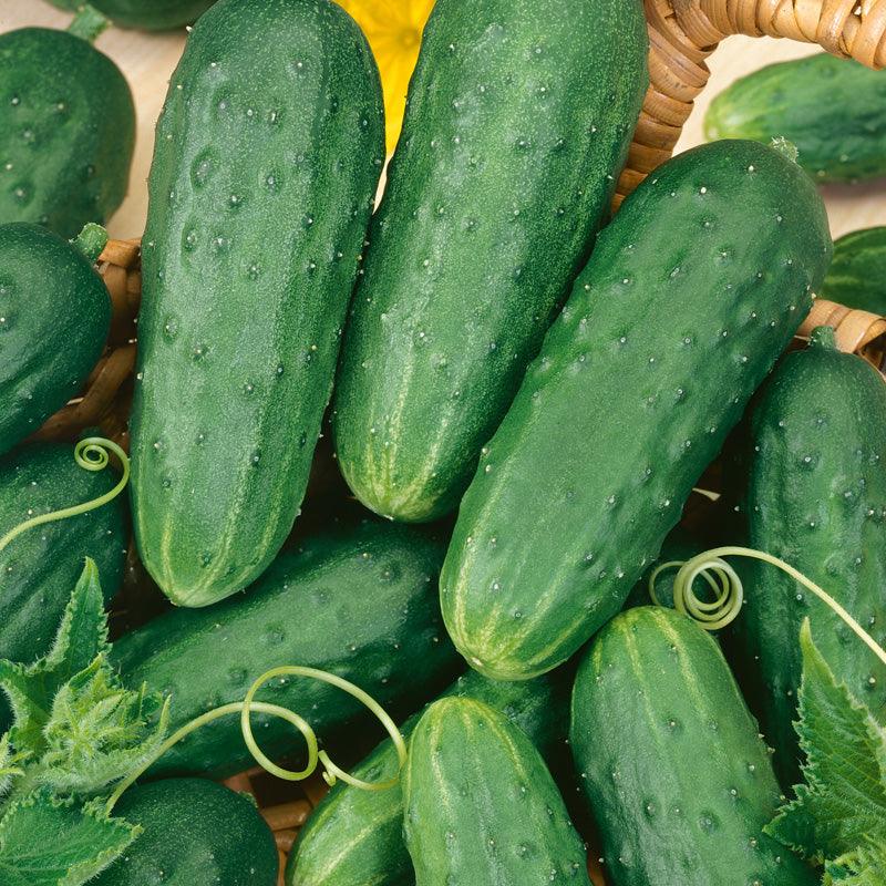 Homemade Pickles Cucumber Seeds (Organic) - Blessings Grow Meadows