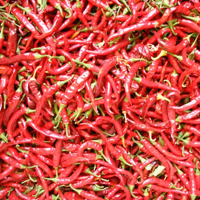 Hot Cayenne Slim Pepper Seeds (Organic) - Blessings Grow Meadows