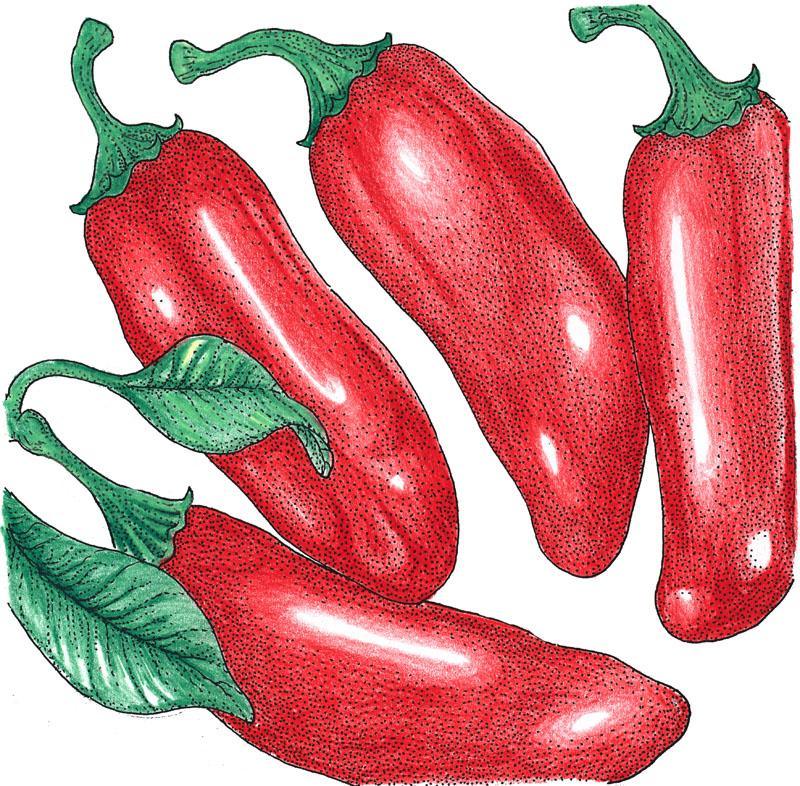 Hot Jalapeno Early Pepper Seeds (Organic) - Blessings Grow Meadows