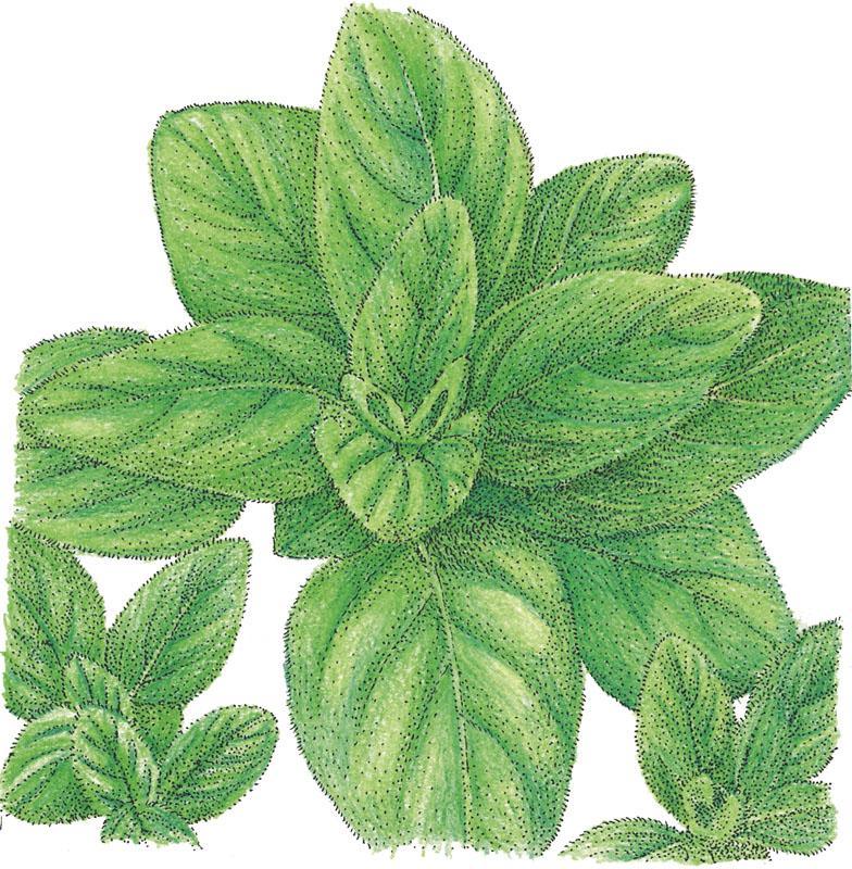 Organic Italian oregano seeds from Grow Organic, vegetable seed pack with fresh, green oregano herb seeds.