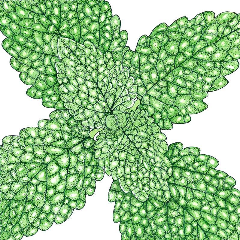 Lemon Balm (Organic) - Blessings Grow Meadows