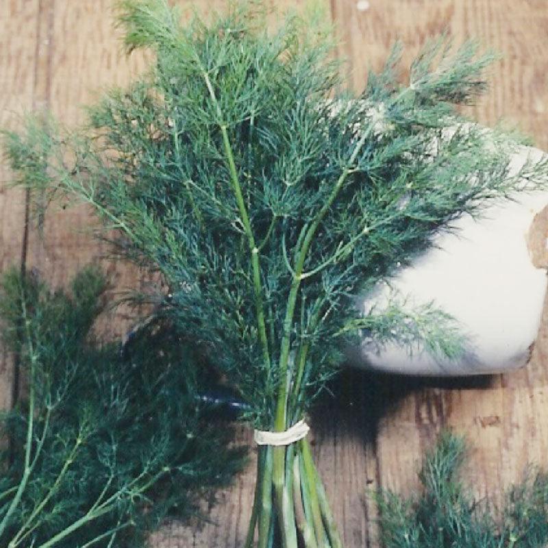 Mammoth Dill Seeds (Organic) - Blessings Grow Meadows