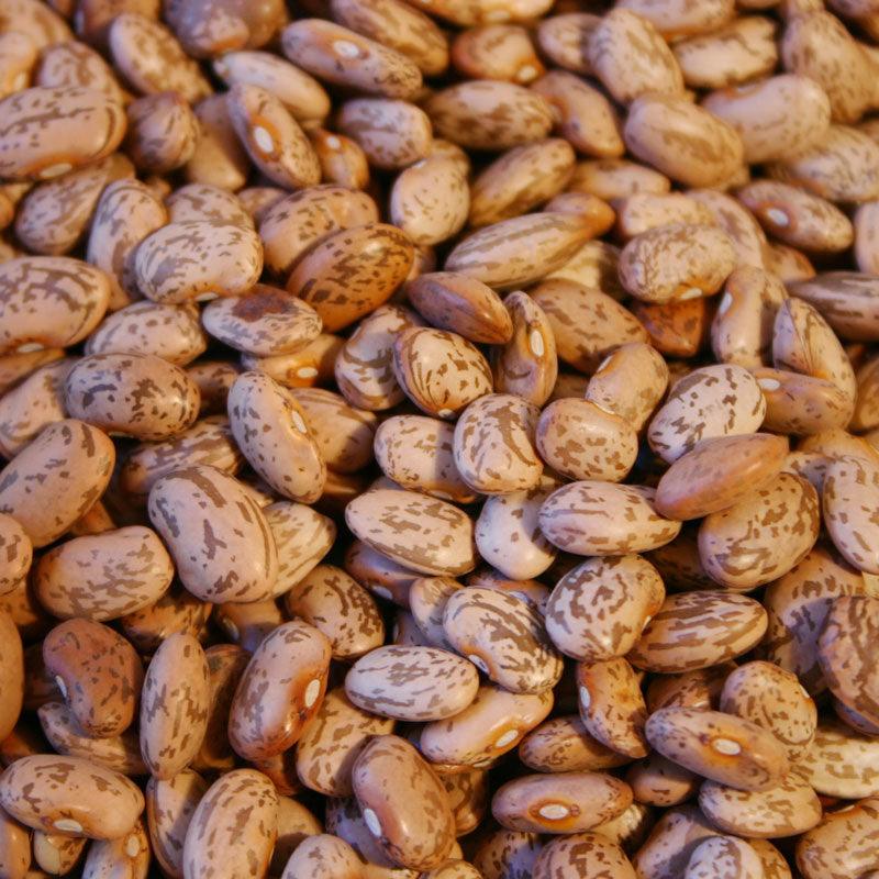 Pinto Bean Seeds (Organic) - Blessings Grow Meadows