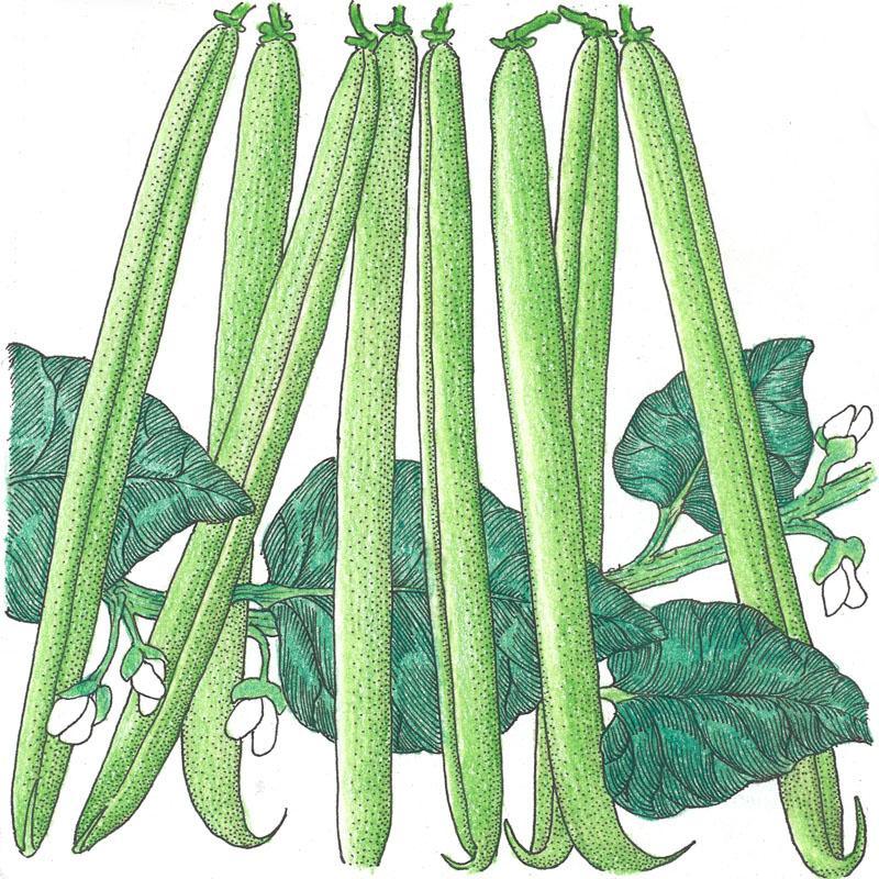 Provider Bush Bean Seeds (Organic) - Blessings Grow Meadows