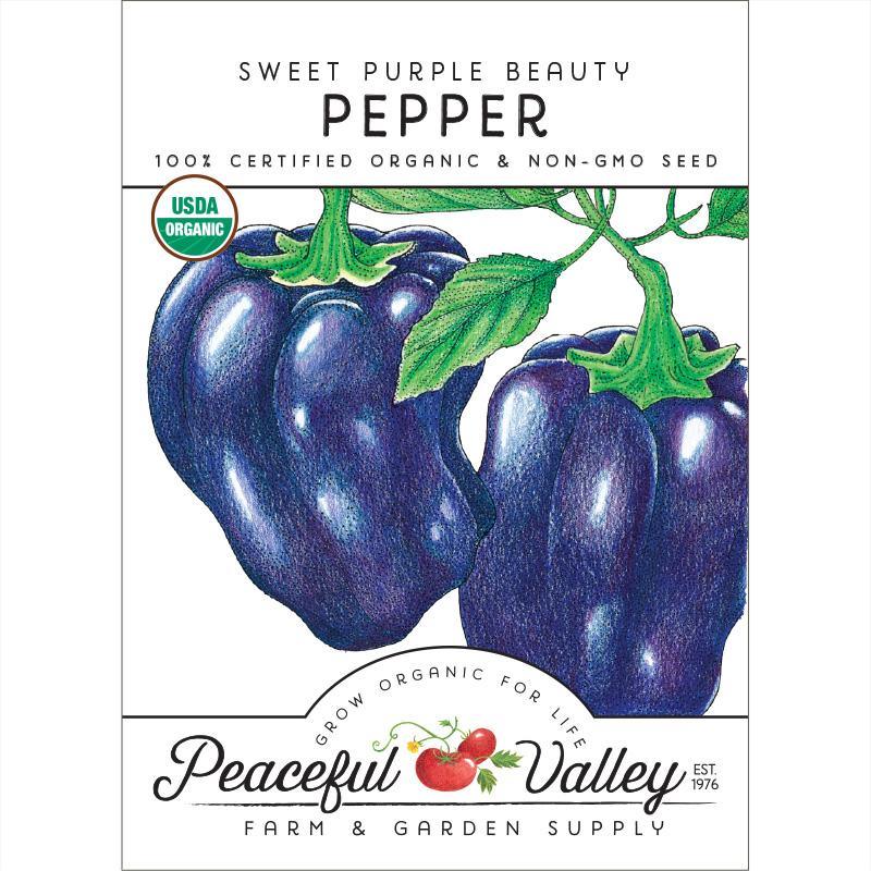 Purple Beauty Sweet Pepper Seeds (Organic) - Blessings Grow Meadows