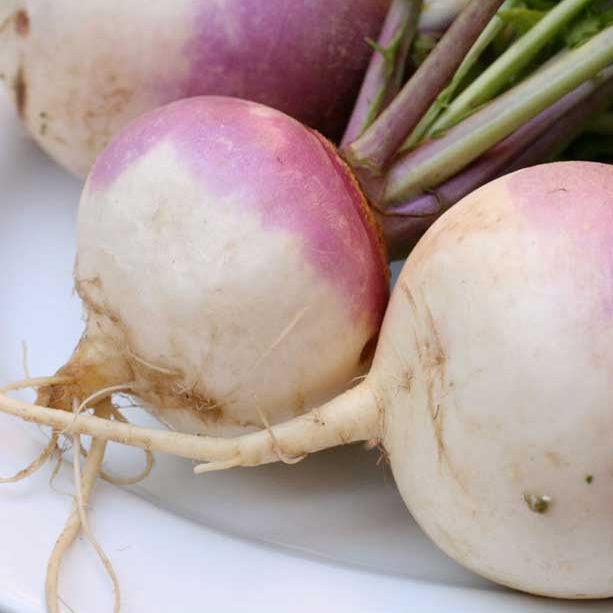 Purple Top White Globe Turnip Seeds (Organic) - Blessings Grow Meadows