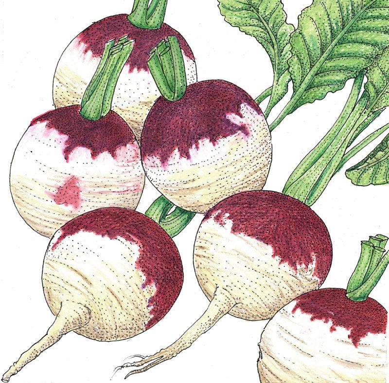 Purple Top White Globe Turnip Seeds (Organic) - Blessings Grow Meadows