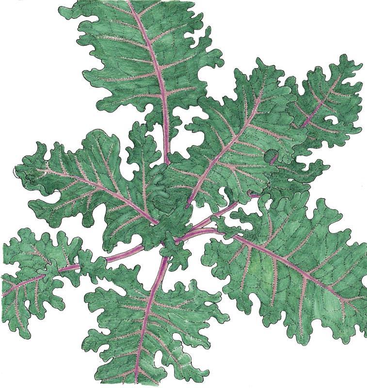 Red Russian Kale Seeds (Organic) - Blessings Grow Meadows