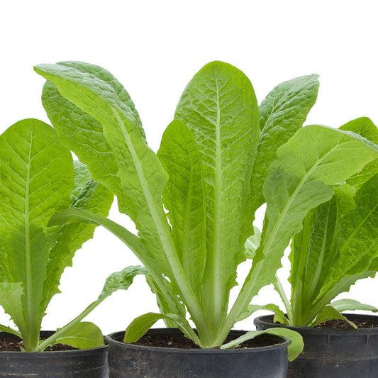Romaine, Jericho Lettuce Seeds (Organic) - Blessings Grow Meadows