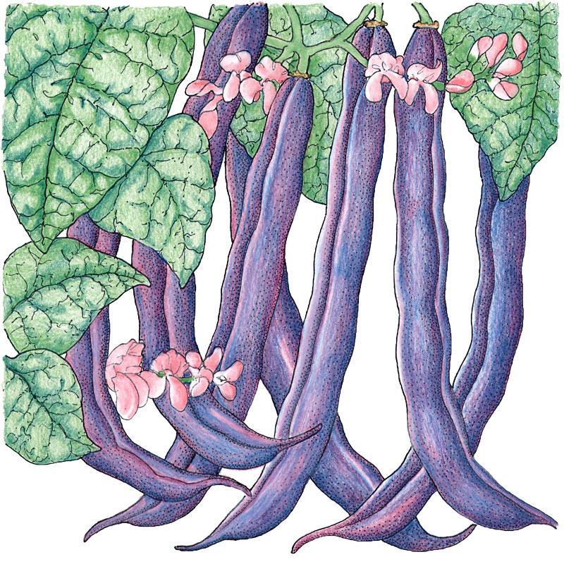 Royalty Purple Pod Bush Bean Seeds (Organic) - Blessings Grow Meadows