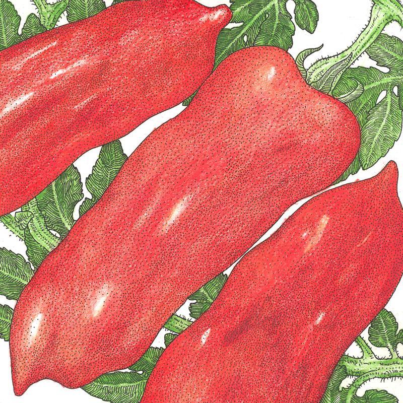 Organic San Marzano tomato seeds from Grow Organic, packaged in a vegetable seed packet for home gardening.
