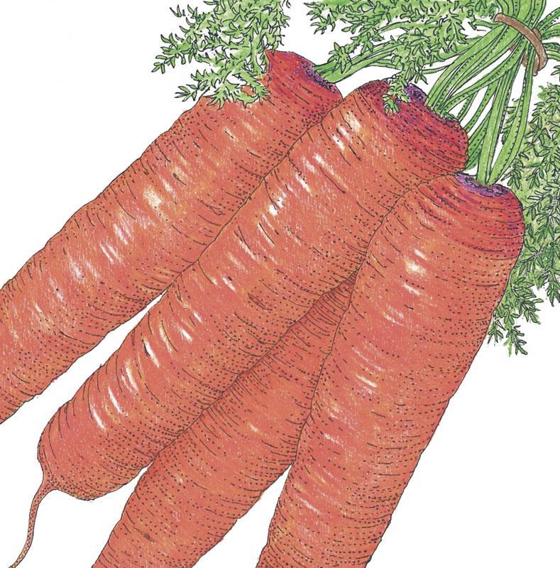 Scarlet Nantes Carrot Seeds (Organic) - Blessings Grow Meadows