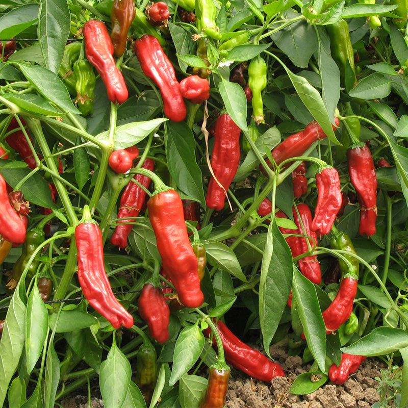Shishito Pepper Seeds (Organic) - Blessings Grow Meadows