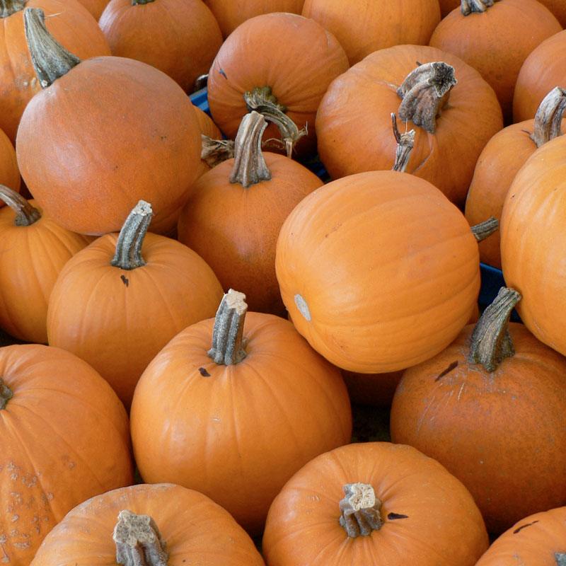 Small Sugar Pumpkin Seeds (Organic) - Blessings Grow Meadows