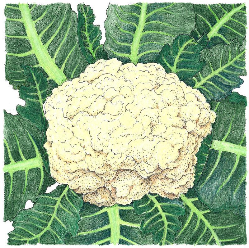 Snowball Cauliflower Seeds (Organic) - Blessings Grow Meadows