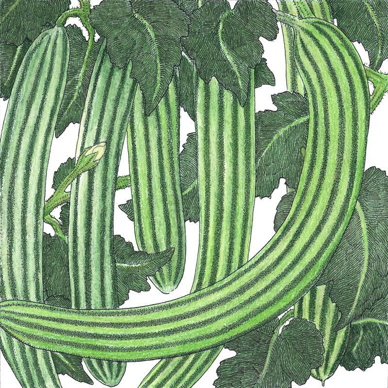 Striped Cucumber Seeds (Organic) - Blessings Grow Meadows