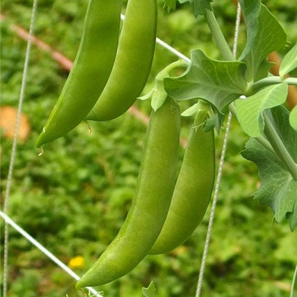 Sugar Daddy Pea Seeds (Organic) - Blessings Grow Meadows