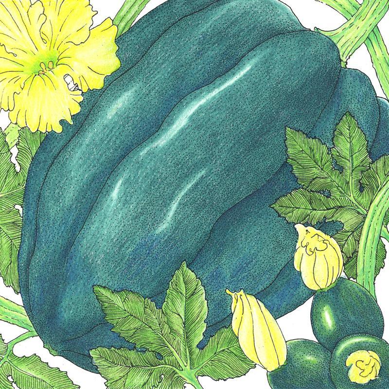 Table Queen Acorn Winter Squash Seeds (Organic) - Blessings Grow Meadows