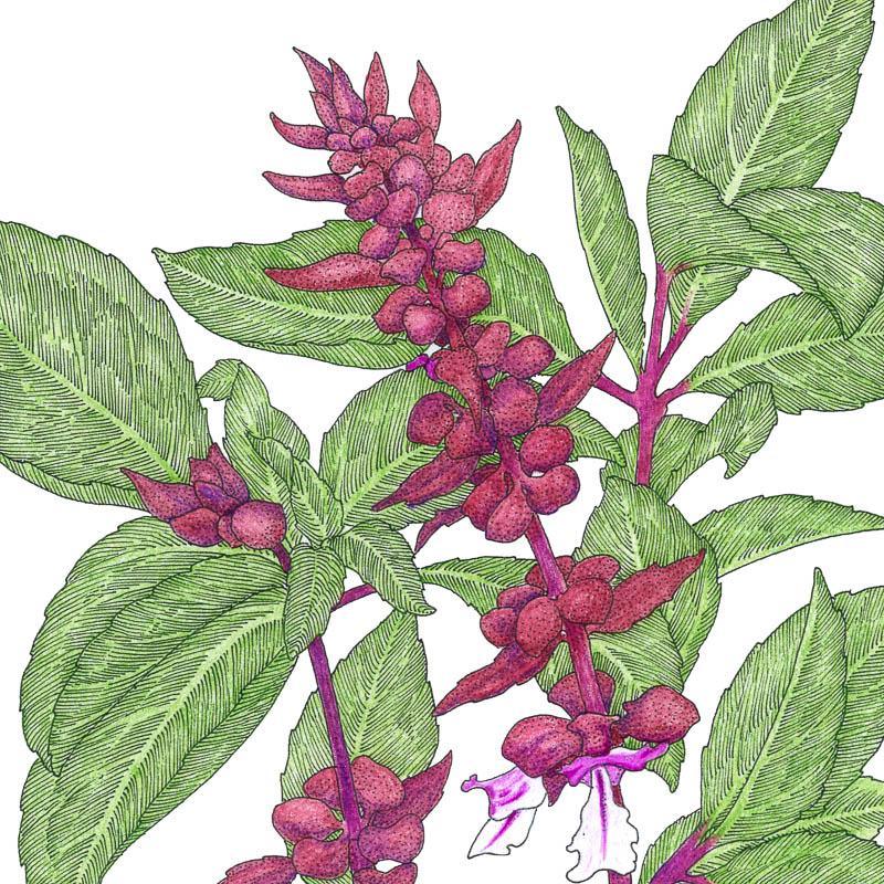 Thai Basil Seeds (Organic) - Blessings Grow Meadows